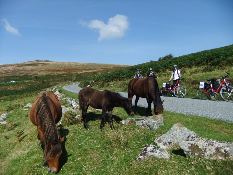 Dartmoor Hill Pony Experience